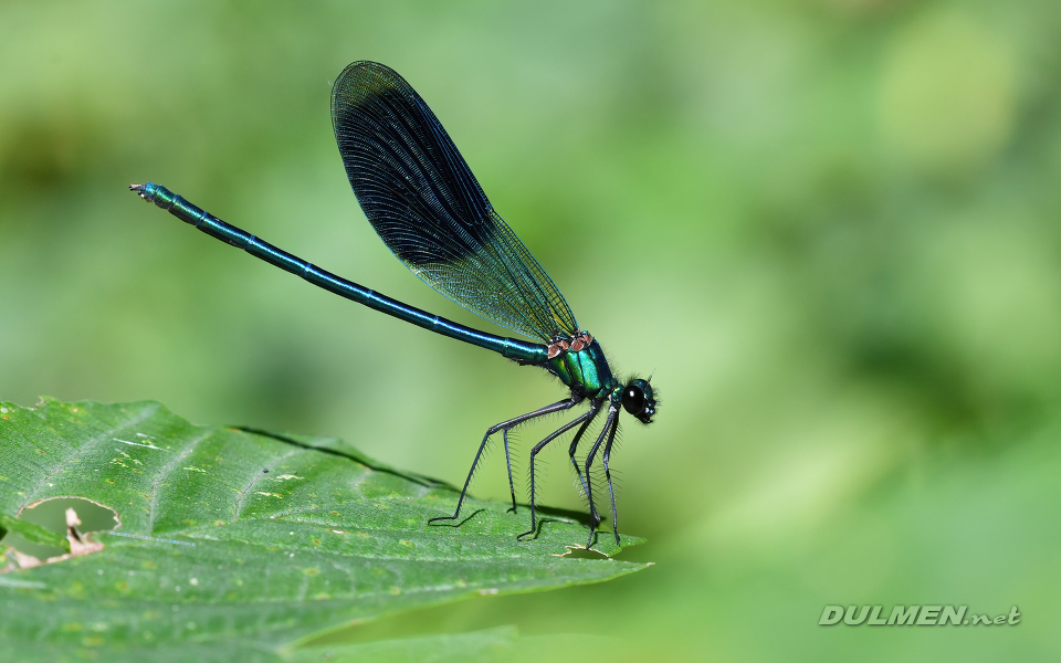 Banded demoiselle (male, Calopteryx splendens)